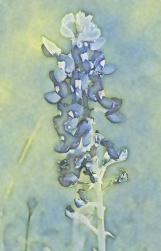 modified bluebonnet 
photo